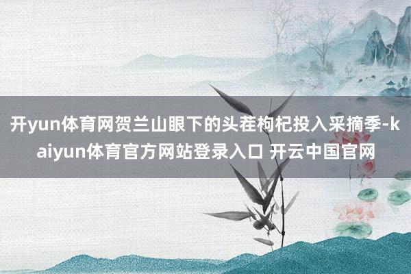 开yun体育网贺兰山眼下的头茬枸杞投入采摘季-kaiyun体育官方网站登录入口 开云中国官网